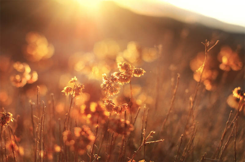 Golden Hour Ellelouise Canva