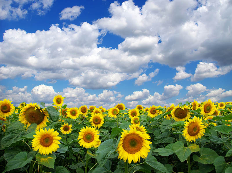 Landscape by Pakhnyushchyy Canva Getty Images