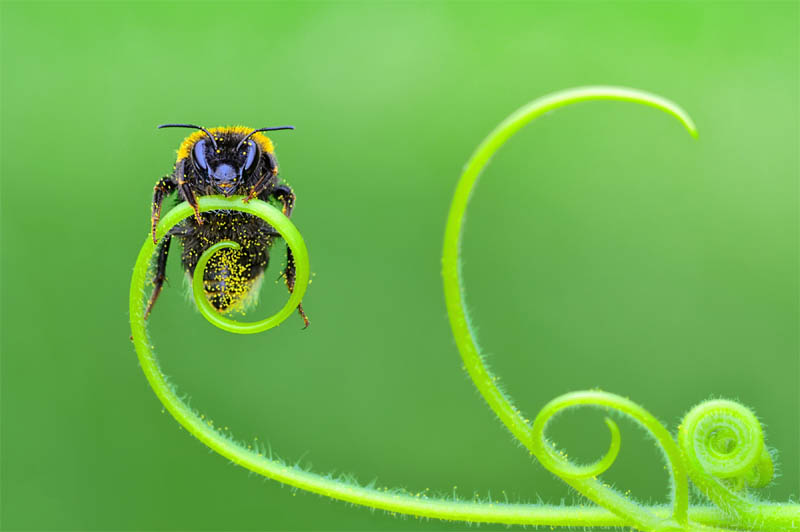 Macro by Darkdiamond67 Canva Getty Images