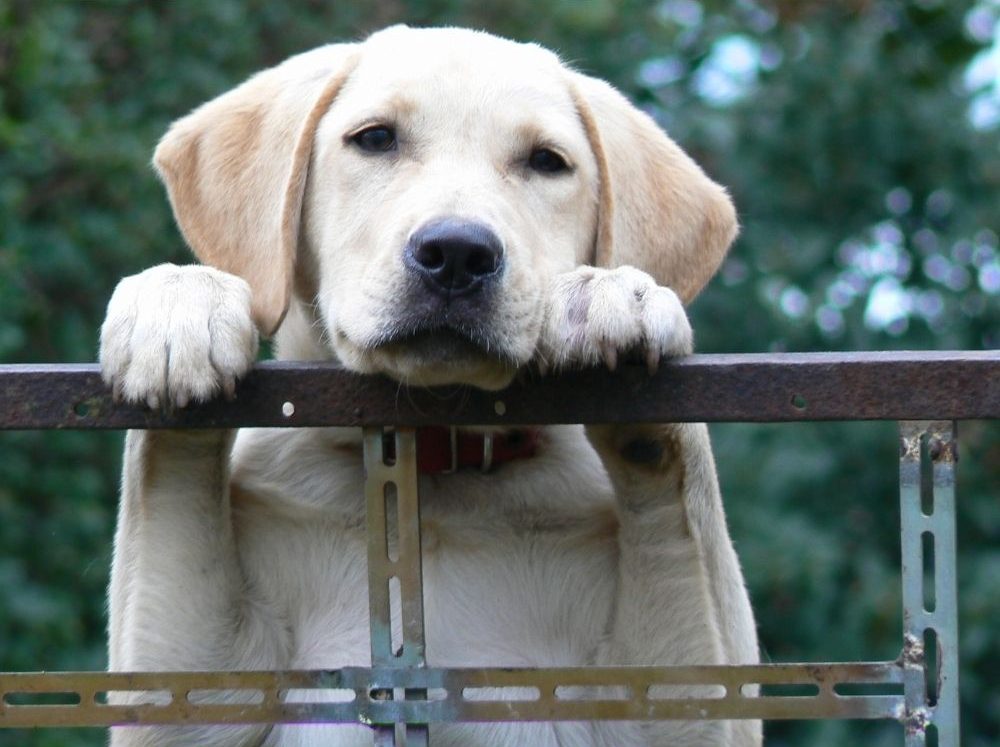 Pet by Barescar90 Canva Pixabay