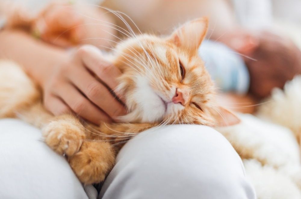 Pet by Konstantin Aksenov Canva