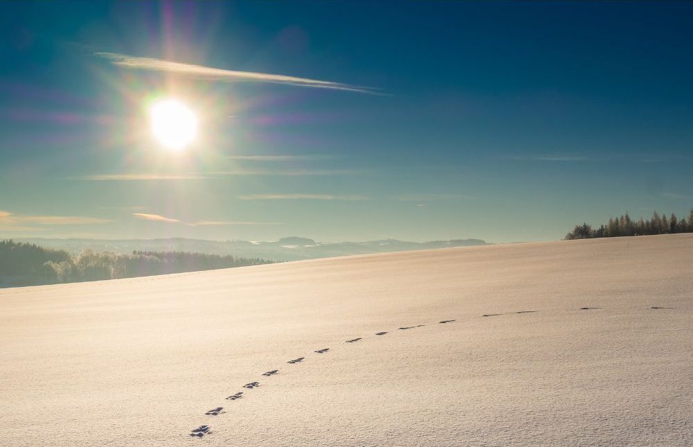 Animal tracks around snow - Animaflora - Canva - Getty Images