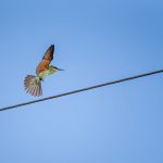 Birds On Wires - tariq suleimani - Canva - Getty Images
