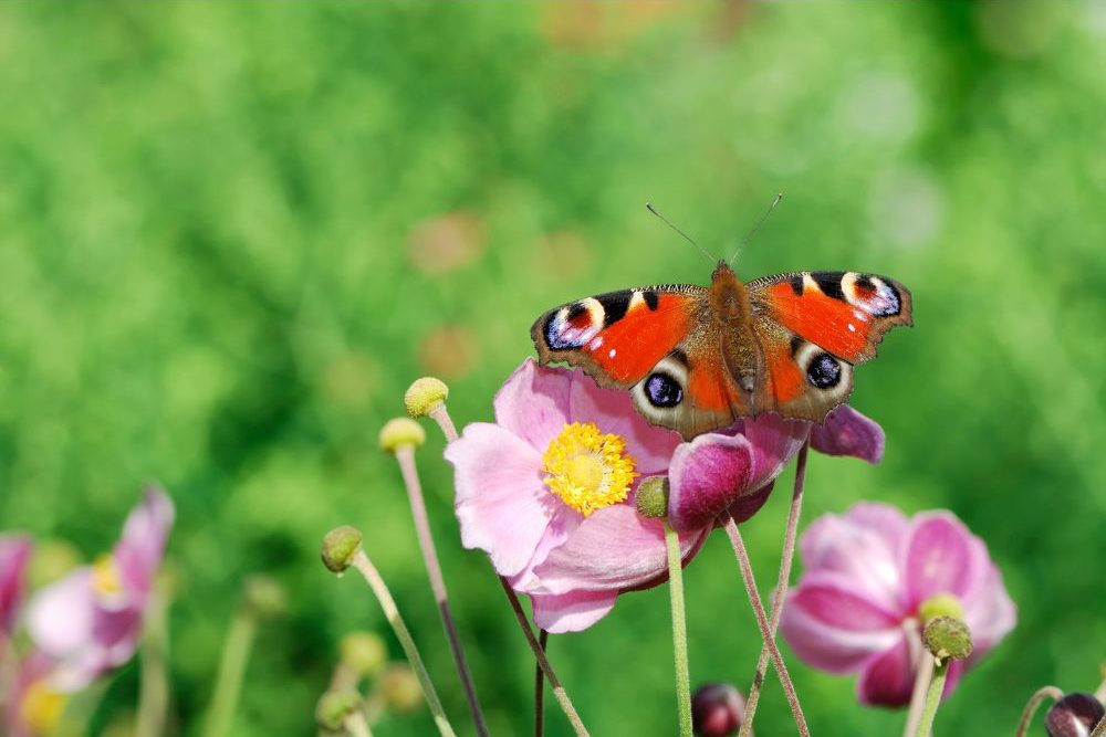 Butterfly in the Garden - manfredxy - Canva