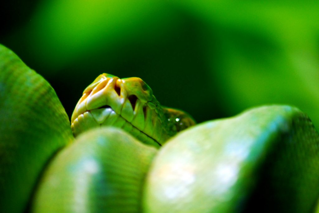 Snake - Jan Skramlik