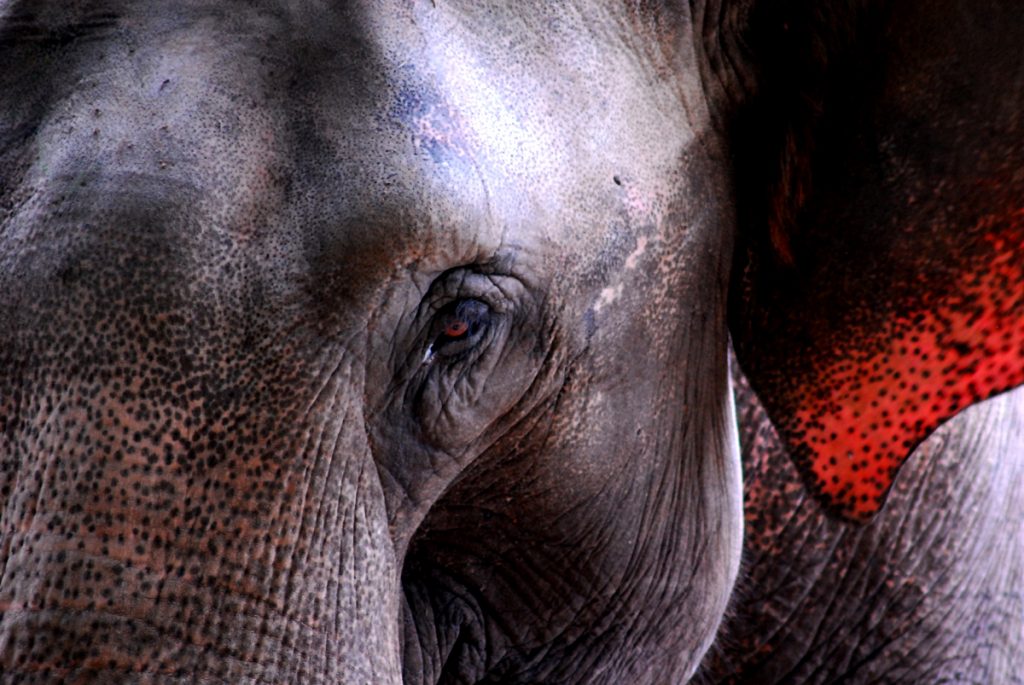 Elephant - Jan Skramlik