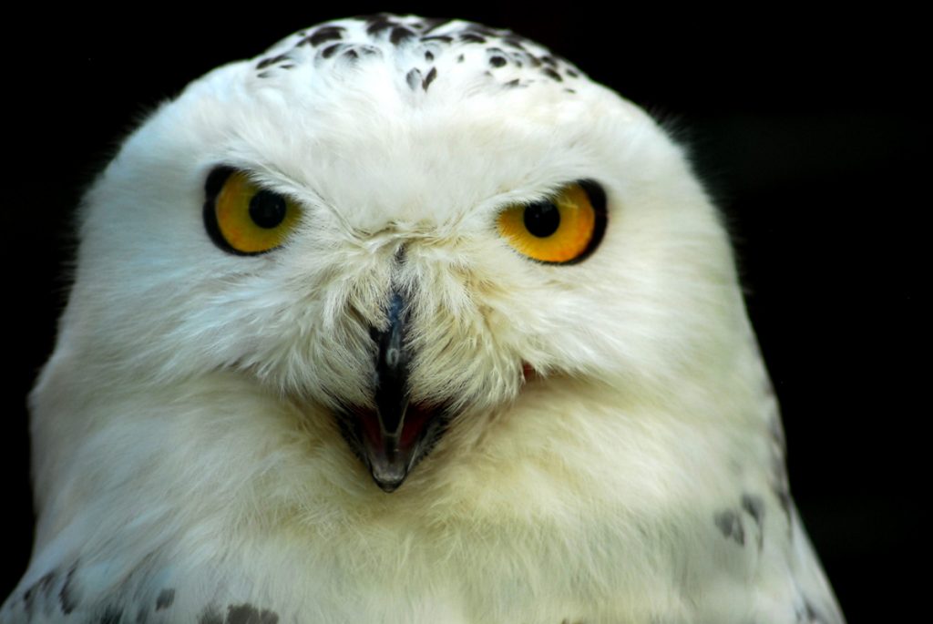 Snow Owl - Jan Skramlik