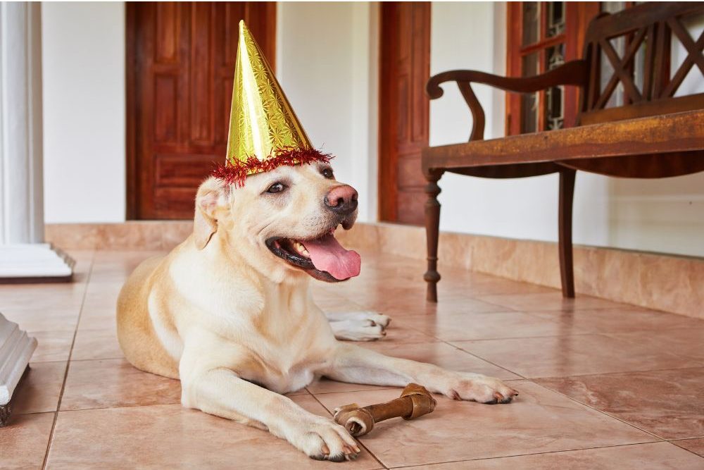 Dog birthday party - Chalabala - Canva - Getty Images