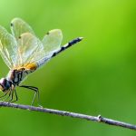 Dragonfly - surajps - Canva - Getty Images