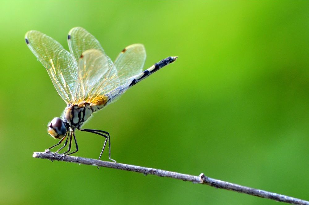 Dragonfly - surajps - Canva - Getty Images