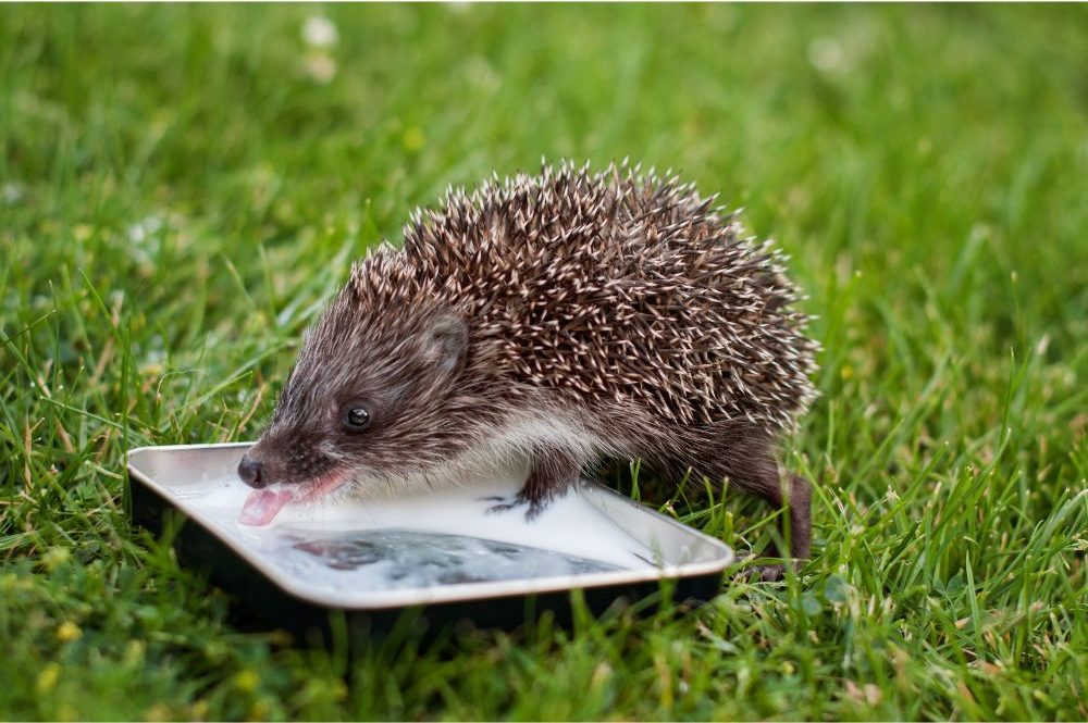 Hedgehog - tchara - Canva - Getty Images