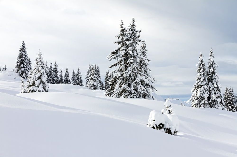 Snow Landscape - dennisvdw - Canva - Getty Images